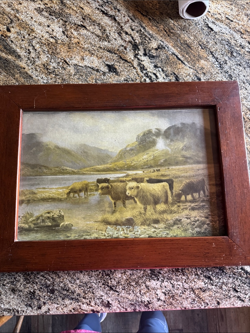 Antique Framed Highland Cattle Print in Brown Frame